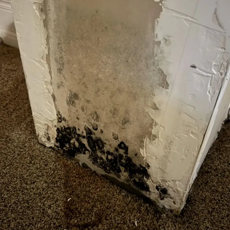 Professional Mold Removal in Onslow County, NC